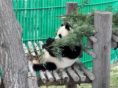 -西霞口神雕山野生动物世界