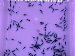 -华声天桥民俗文化园