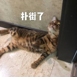 点击看大图 -久匠·野生眉半永久纹眉