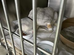 -纳吉亚猫专科动物医院·北北分院