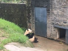 -都江堰中华大熊猫苑