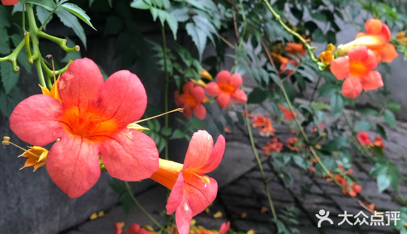 台风🌀来临前的宁静~坐在院子里发发呆