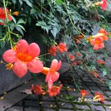 台风🌀来临前的宁静~坐在院子里发发呆