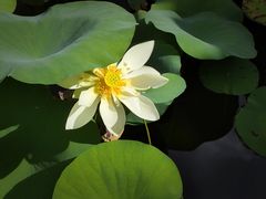 -厦门园林博览苑