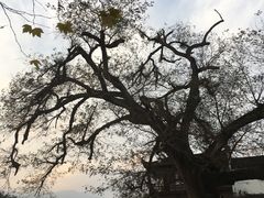 -传统手工面