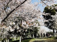-径山花海