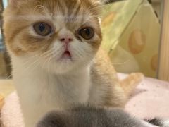 -屋虎猫馆(宝安大仟里店)