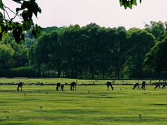 -北京麋鹿生态实验中心