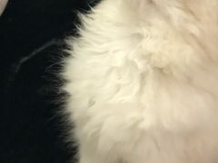 -Bastet sally猫舍购宠(静安店)