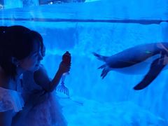 -芜湖新华联大白鲸海洋公园