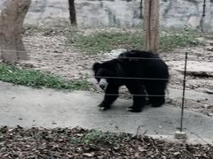 -清迈夜间动物园