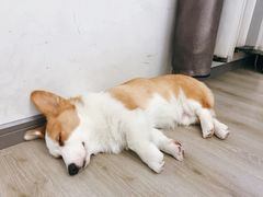 -浣熊柯尔鸭土拨鼠·电玩咖