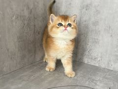 -小猫来了·猫舍(红山六九七九店)