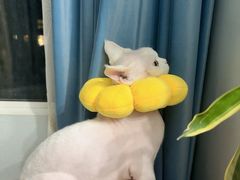 -天使宠物医院·犬猫分诊(彩虹店)