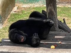 -西霞口神雕山野生动物世界