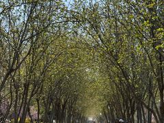 -洛阳市隋唐城遗址植物园