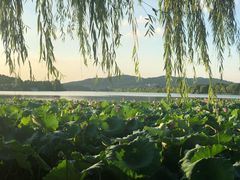 -西湖外事游船(花港观鱼码头)