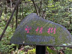 -五营红松林海景区