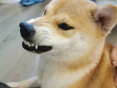 -浣熊柯尔鸭土拨鼠·电玩咖