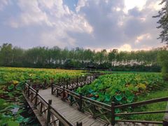 -合肥滨湖国家森林公园