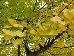 -上海共青森林公园