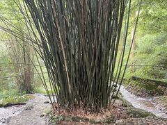 -峨眉山报国寺