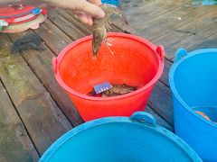 -蓝湾碧波·老字号·疍家非遗海上餐厅