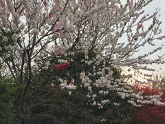 -桃花岛景观公园