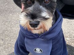 -美联众合动物医院(·中兽医·疑难杂症·严家桥分院)