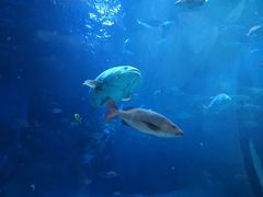 -芜湖新华联大白鲸海洋公园
