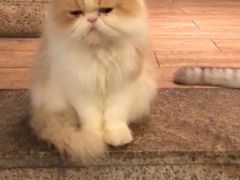 -more than meow吴止猫主题餐厅(承德 中船汇店)