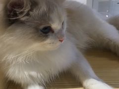 -瞄一喵猫咖(格力海岸店)