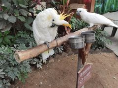 -南宫五洲植物乐园