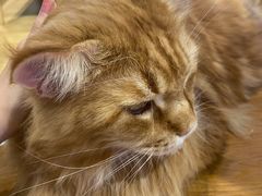 -藏猫猫咖啡主题馆(中央大道店)