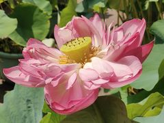 -莲花池公园