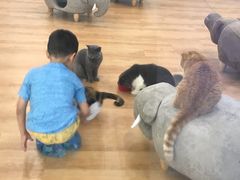 -猫冇咖·家门口的撸猫馆(大融城店)