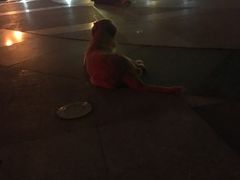 -帕帕拉兹宠物(亚洲旗舰店)