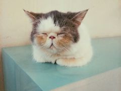 catttt-萌喵宠狗爱心宠咖