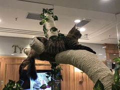 -袖虎·猫馆(体育西路店)