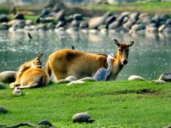 -北京麋鹿生态实验中心