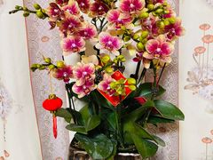 -双季花艺园艺市场(浦东店)