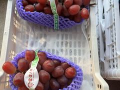 -马陆小张葡萄园农家乐