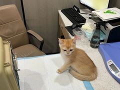 -半岛宠物医院24小时(西派城店)