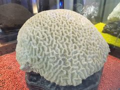 -游龙石文化科普馆