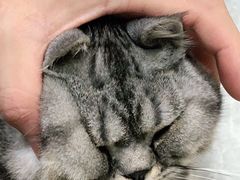 -凯特喵百思猫专科医院