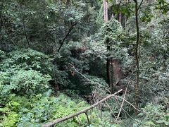 -西双版纳原始森林公园