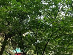 -岳麓山风景名胜区