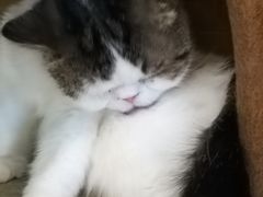 -猫小院猫主题餐厅(三里屯店)