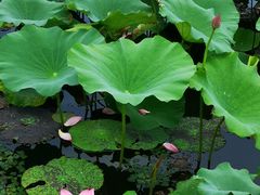 -荷塘月色湿地公园·向阳花洲