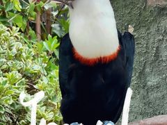 -上海野生动物园